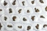 Sericho Pallasite Meteorite Metal Skeletons - Kenya - Photo 4